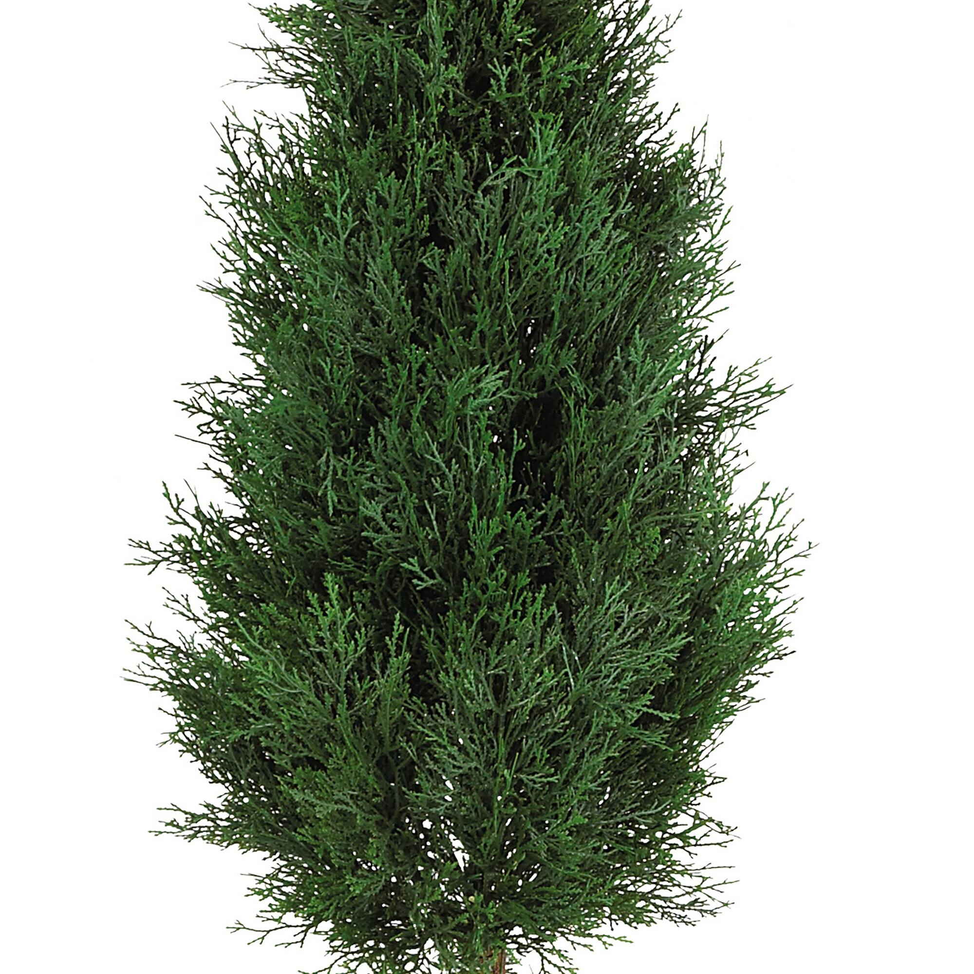 5ft. Potted Cypress Ball & Cone Tree